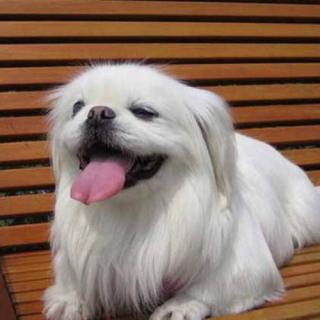 边江《保镖的职责》