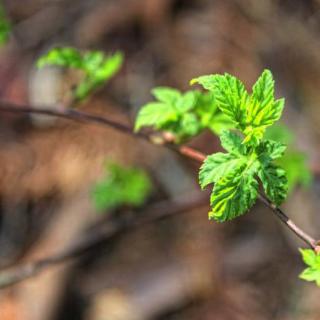 《食野之苹》 付兴奎  