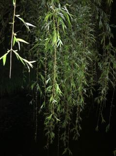 雨巷～戴望舒～松江朗诵