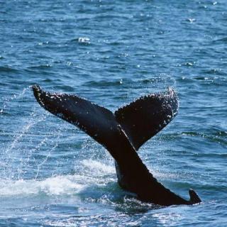 「3d音效」深海鲸鱼声-2