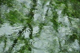 昨夜忽闻春雨声（外一首）/褚向平