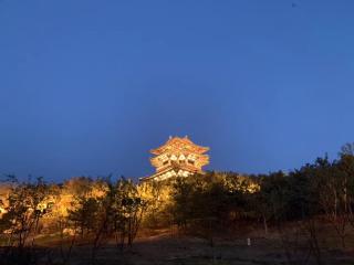 动物动物去哪里