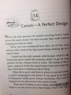 2-14 Camels - A Perfect Design