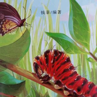 绘本故事《毛毛虫🐛变身记》