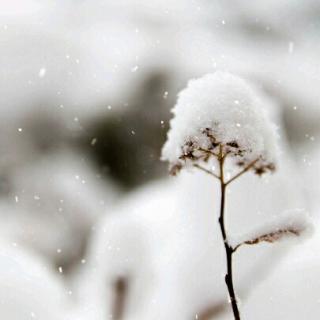 Stopping by Woods on a snowy evening