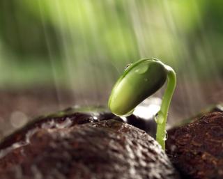 《爱莲说》-小竹豆吟诵