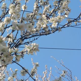 丫蛋蛋\/马启涵--不染