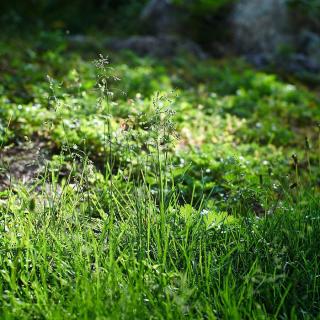 《野草》