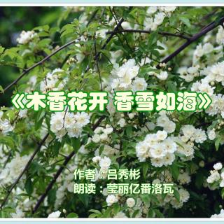 《木香花开 香雪如海》作者：吕秀彬 朗读：莹丽亿番洛瓦