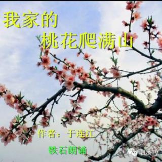 《我家的桃花爬满山》作者：于连江（诗夫）；铁石朗诵