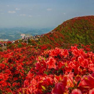 杜鹃花