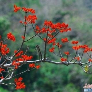 梧桐花开（诵读：临风）