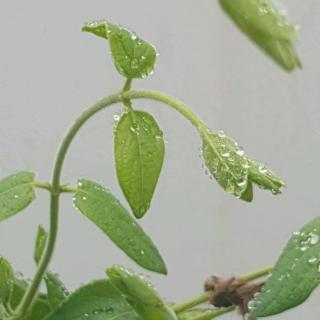 0174湛露·诗经小雅南有嘉鱼之什