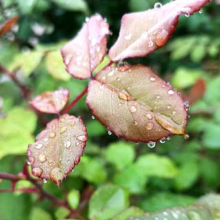 雨的印记    作者  枫林主人   朗读  帆    。