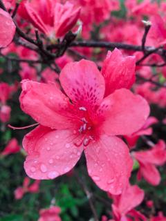 《红楼梦》节选