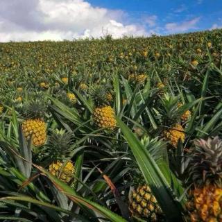 走遍世界 旅游口语 Pineapple Plantation菠萝种植园2 语音详解