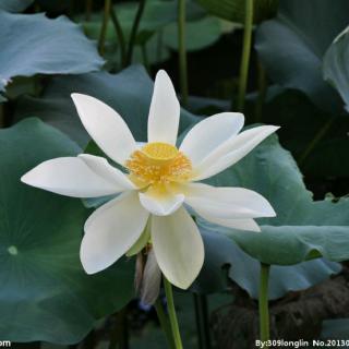 初夏观白莲    作者  郭建荣   朗诵   帆