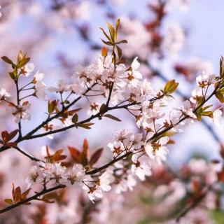 《一颗开花的树》 席慕容