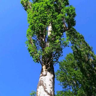 《白杨礼赞》节选