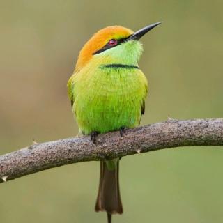 金波童话集……一只蓝鸟🐦和一棵树