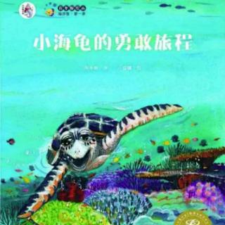 卡蒙加幼教集团曹老师绘本故事――《小海龟的勇敢旅程》