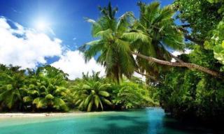 为什么椰树大多生长在海边