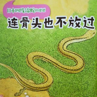 【动物便便百科】《食肉动物的便便4——日本四线锦蛇》