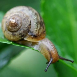 《蜗牛的小灯笼🐌》