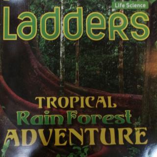 Tim Laman:night in the rain forestorest