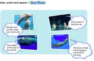 About whales