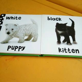 colors(white, black, puppy, kitten)