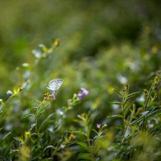 《故乡的小草》张馨尹