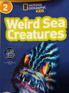 Weird Sea Creatures