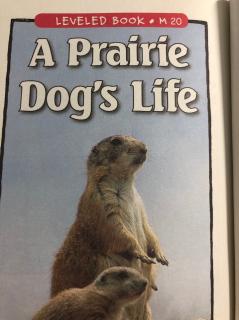 A Prarie Dog's Life
