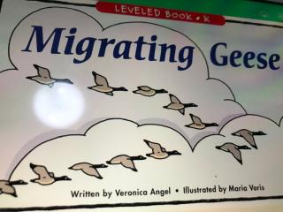 Migrating Geese