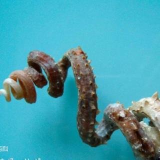 日本怪谈-尖尖蛇螺