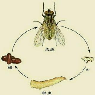 5月21日——传播病菌的“飞机”