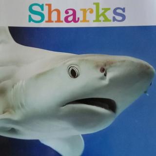 Sharks