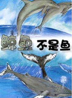 小凡姐姐的午休故事第54期《鲸鱼不是鱼》