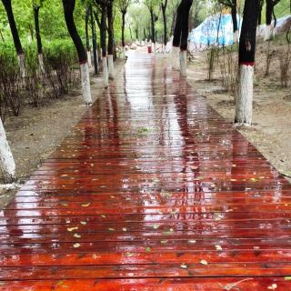 《感恩月下花雨》鸿雁