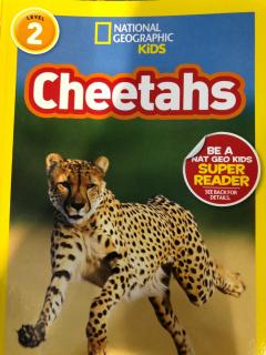 Cheetahs