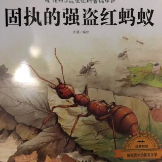 法布尔昆虫记-固执的强盗红蚂蚁