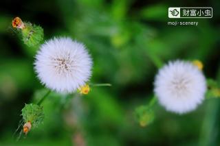 05.24郑懿稿《花的勇气》