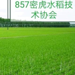 密虎水稻协会：返青期的水田管理