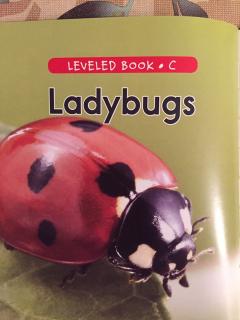 Angela 20190524 Ladybugs