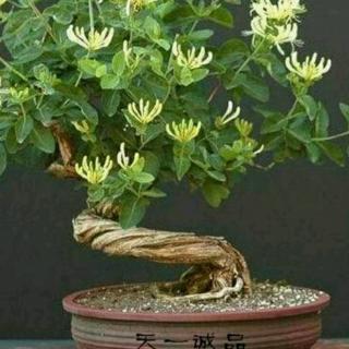 《我爱这土地》 艾青