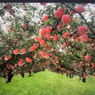 苹果🍎园里的悄悄话