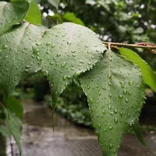 盼雨   喜雨