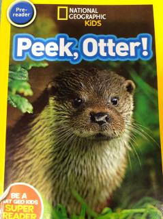 Peek, Otter!