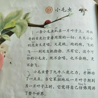 小毛虫